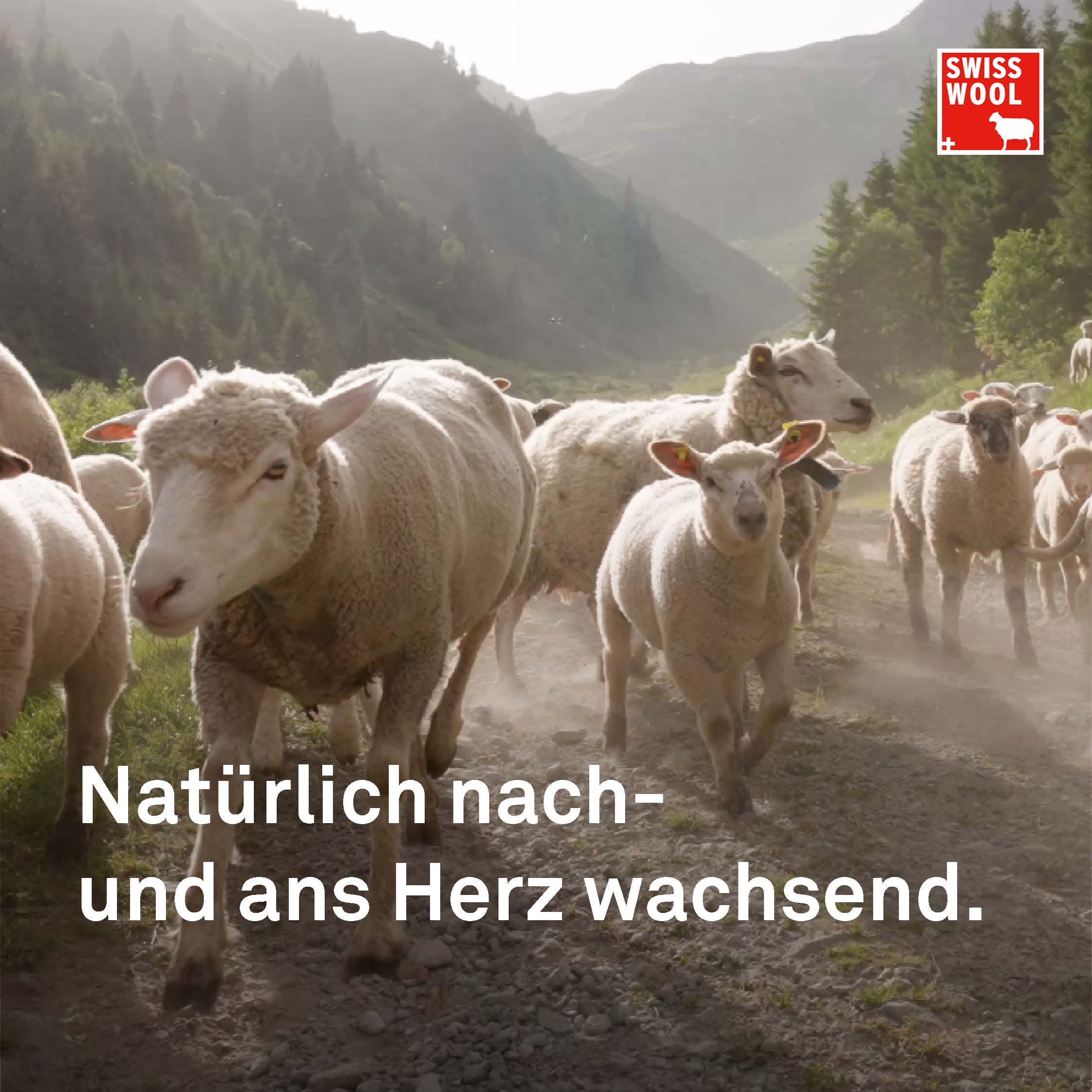 Swisswool Online Ads 2023 Bilder 1 1 10