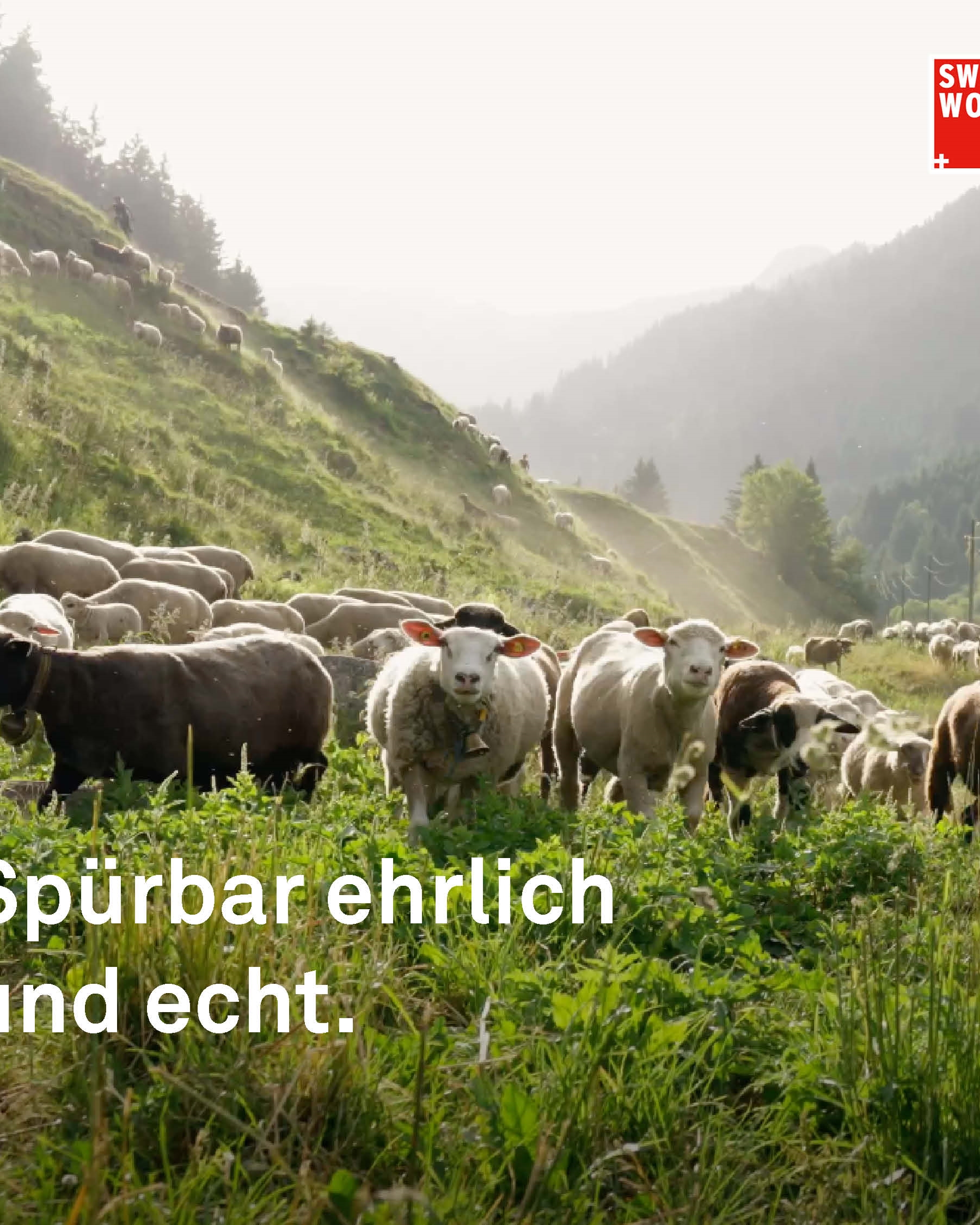 Swisswool Online Ads 2023 Bilder 1 1 9