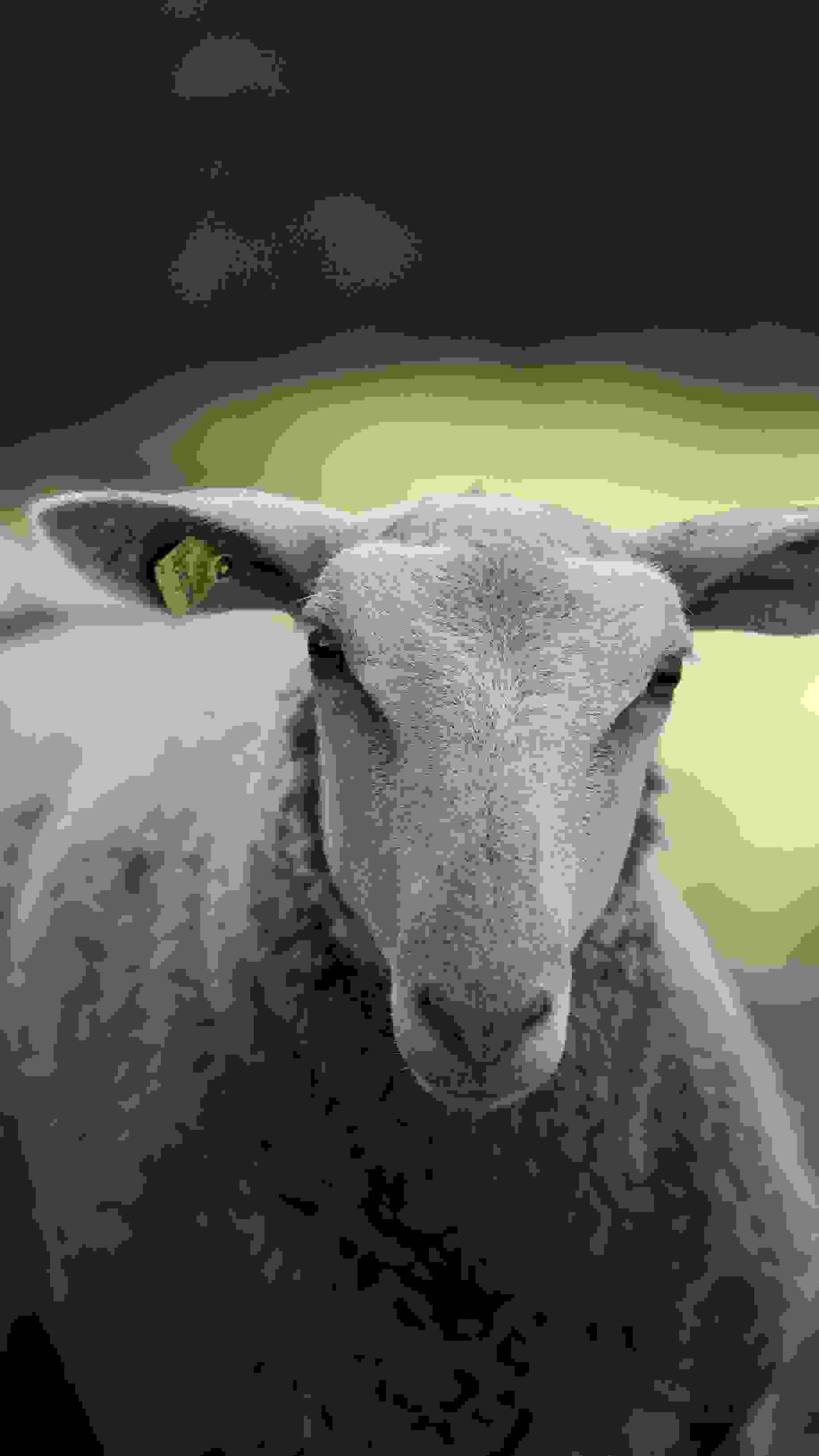 FE Website Biomilk Bilder Finalweb4 FE Website Biomilk Bilder Finalweb4